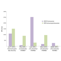 <b>20S Immunoproteasome vs. 20S Constitutive Proteasome Activity:</b> 20S immunoproteasome is most active against Suc-LLVY-AMC (SBB-PS0010), Ac-PAL-AMC (SBB-PS0007), and Ac-ANW-AMC (SBB-PS0009) substrates, representing physiologically relevant chymotrypsi