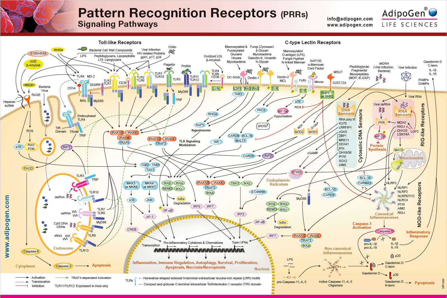 Pattern Recognition Receptors Signaling Wallchart 2019