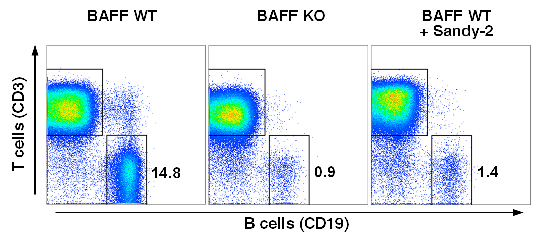 anti-BAFF (mouse), mAb (blocking) (Sandy-2)