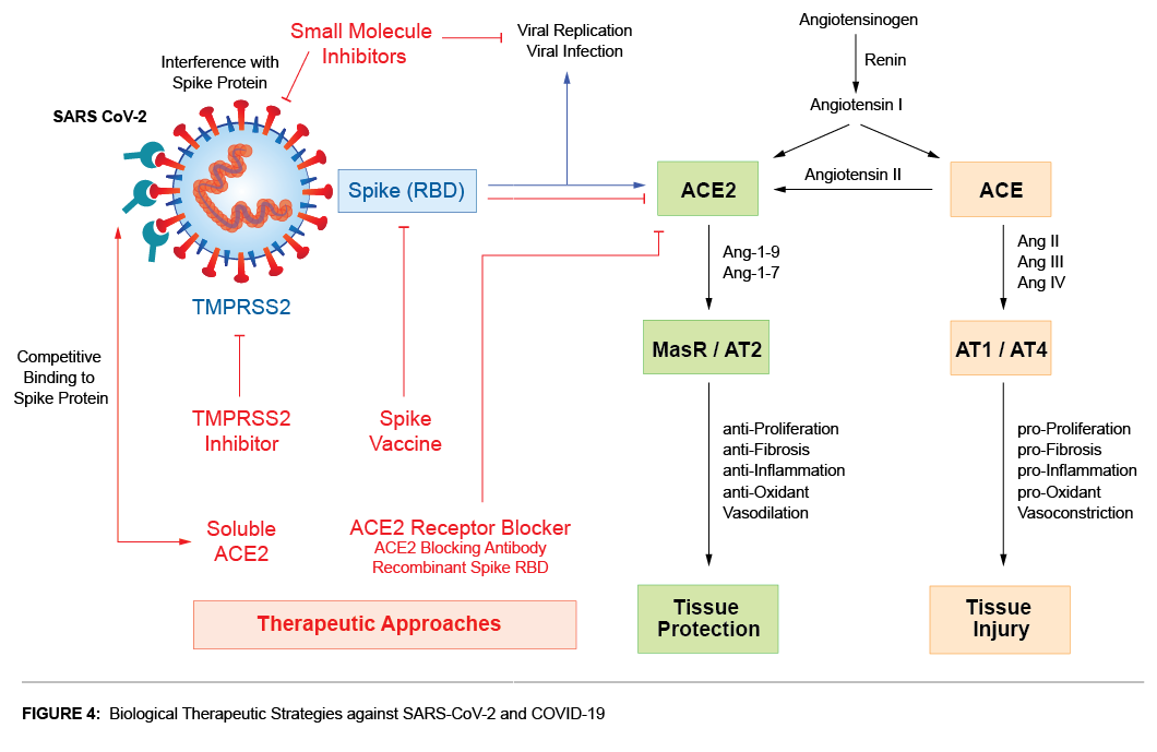 COVID-19 Therapeutic Strategies