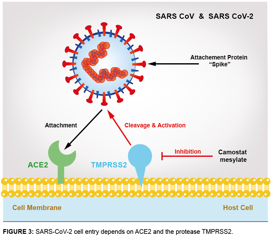 ACE2 - Receptor of SARS-CoV-2