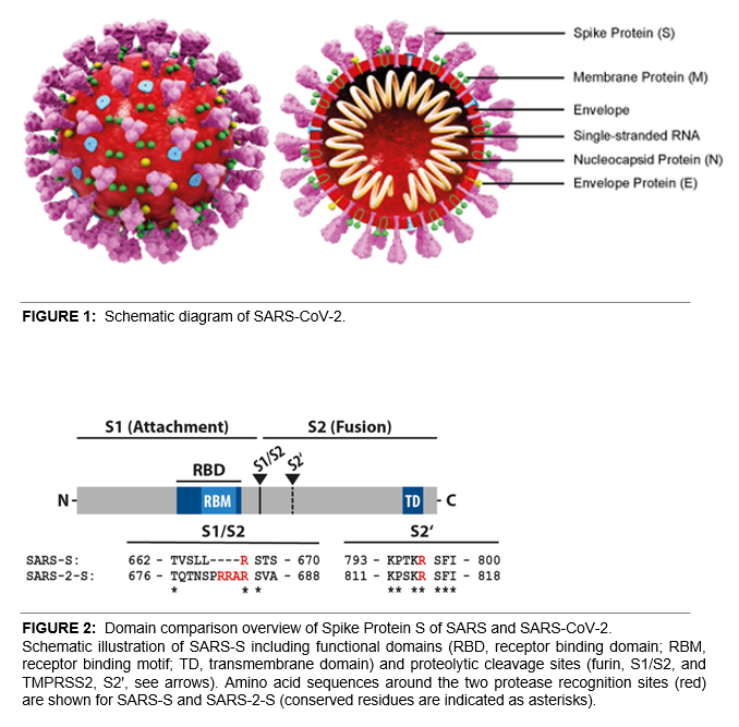 SARS-CoV-2 Structure