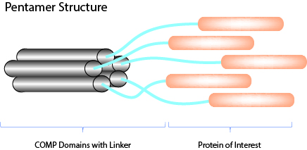 COMP Proteins