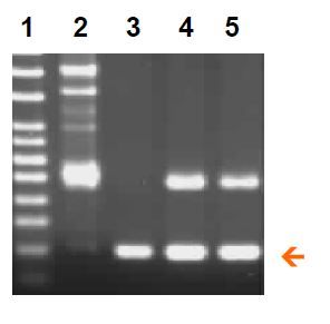 BioStab PCR Optimizer