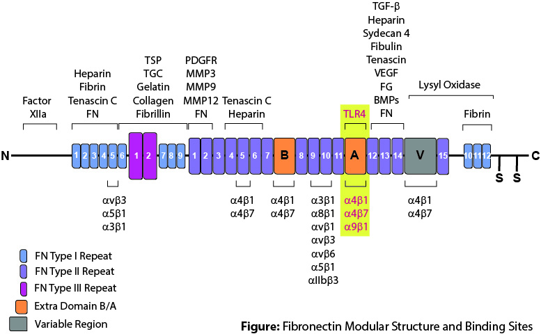 Fibronectin 