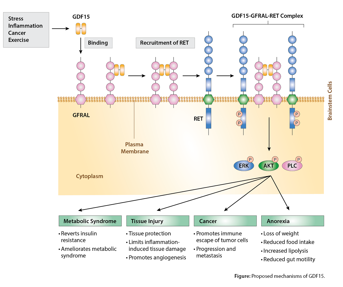 GDF15 - Energy Intake and Obesity