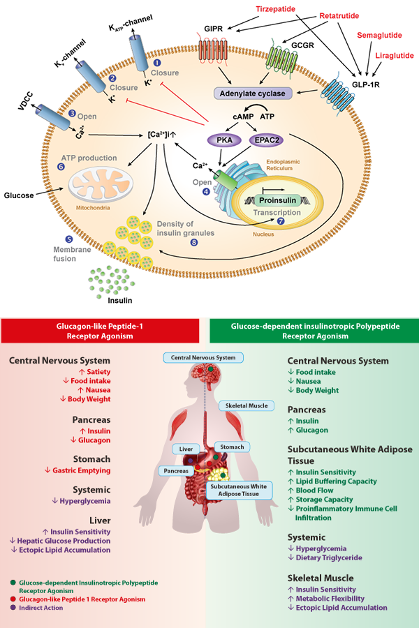 GIP, GLP-1 and GCG Receptor Signaling