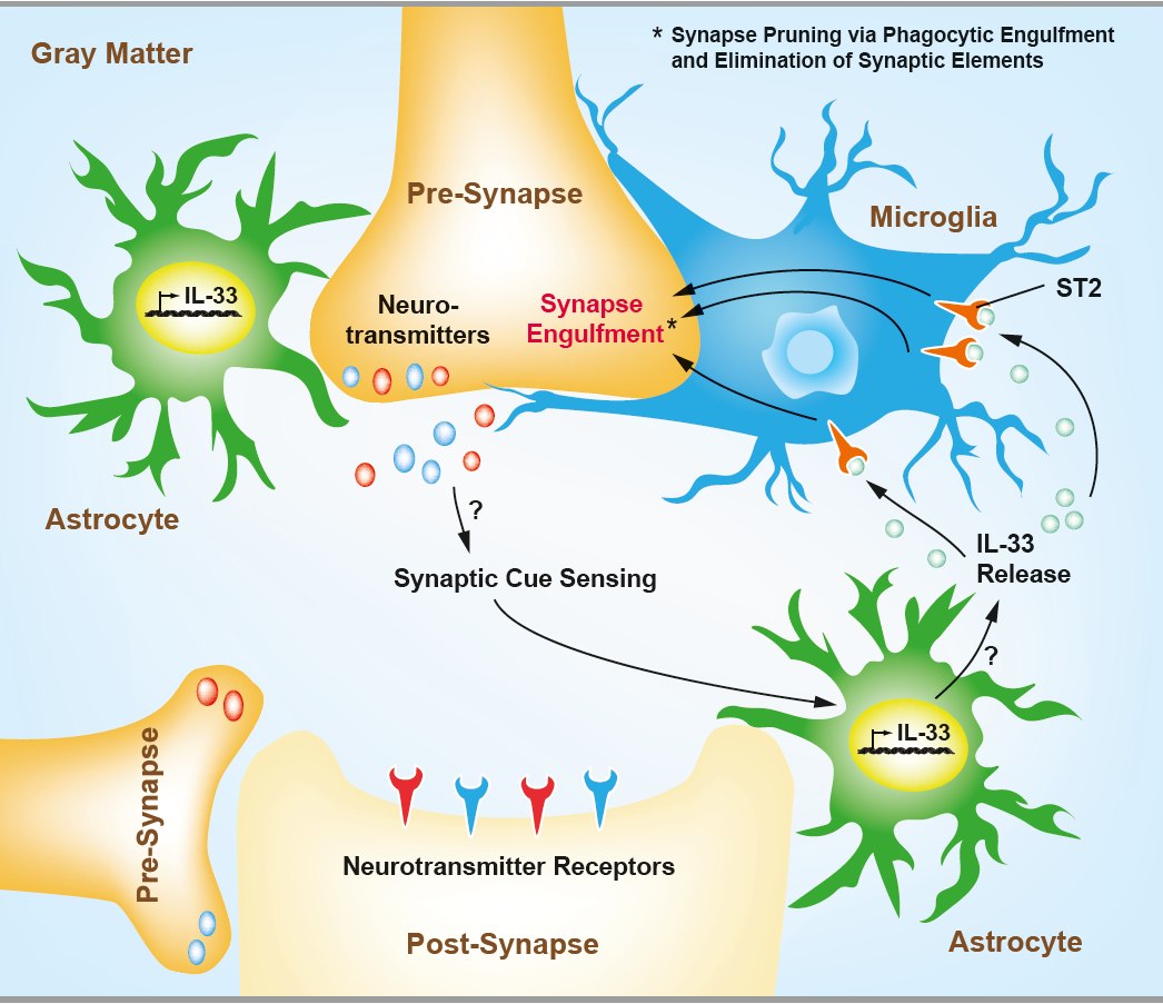 IL-33 Signaling