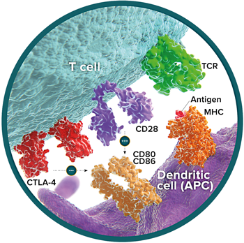 CTLA-4 – CD80 – CD86 – CD28 Network