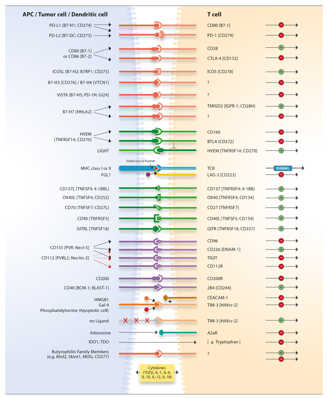 T Cell Immune Checkpoints