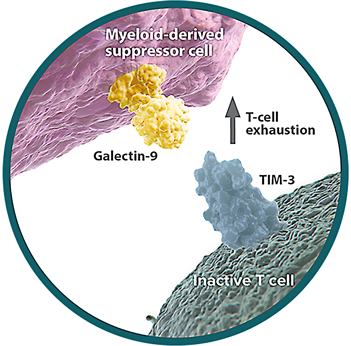 TIM-3 - Galectin-9 Pathway