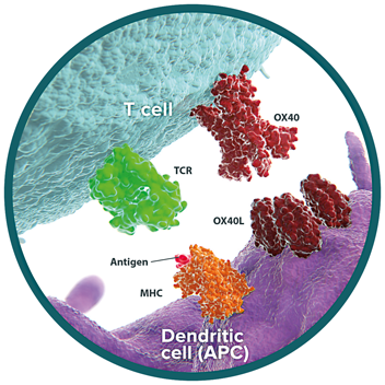 OX40 and OX40L Pathway