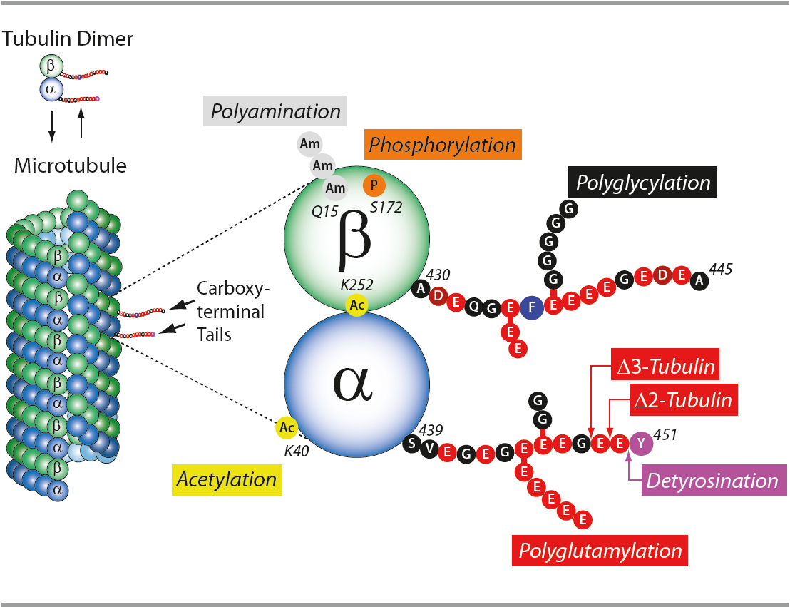 PTMs Tubulin