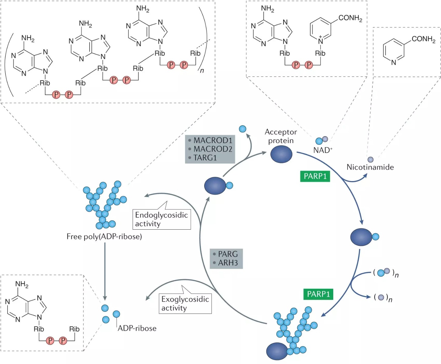 PARylation Process