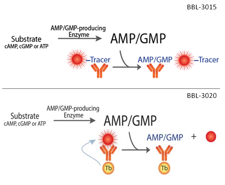 AMP-GMP Assays