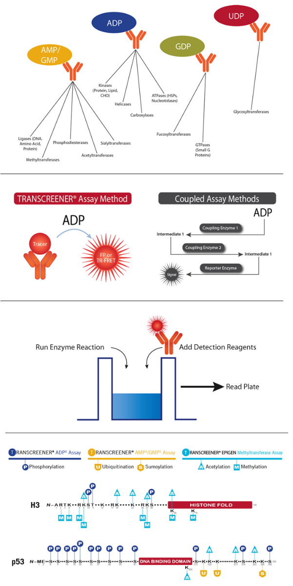 Transcreener Assays