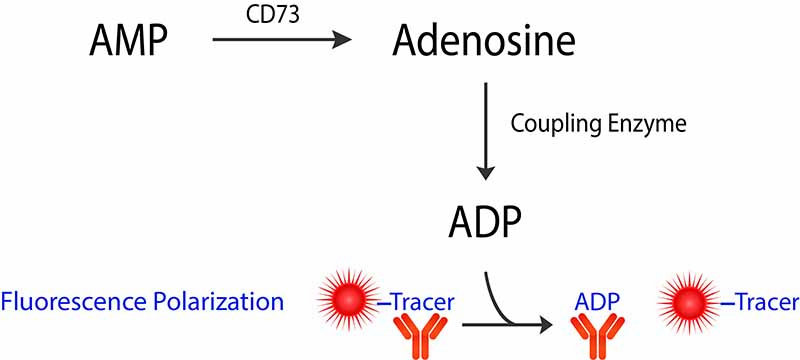 CD73 Assays