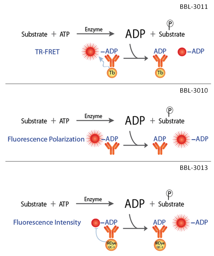 ADP Assays