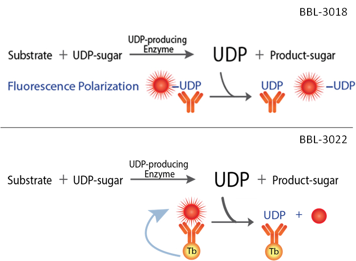 UDP Assays