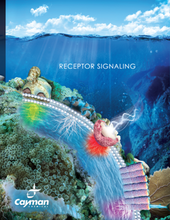 Receptor Signaling