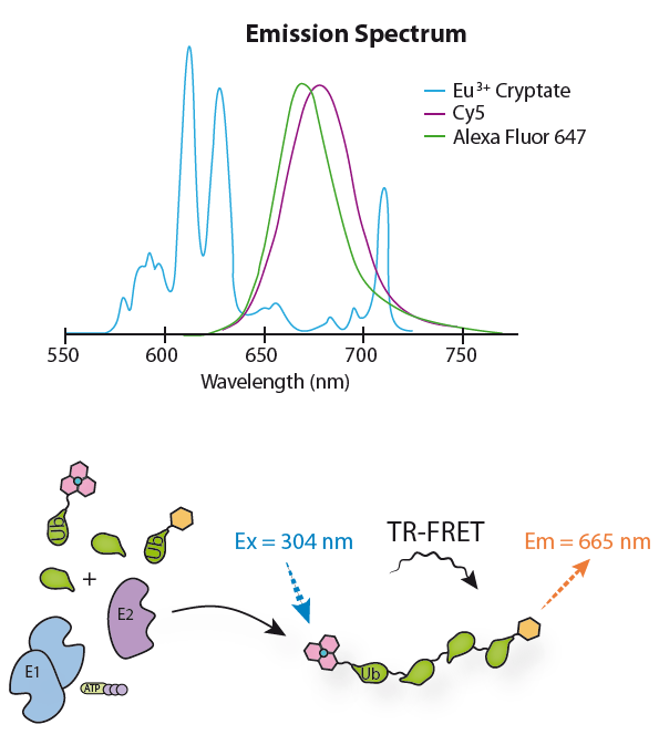 Europium-Cryptate labeled Ubiquitin