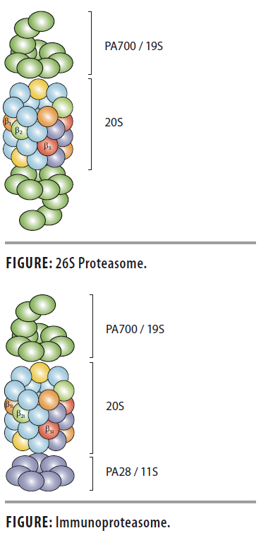 Proteasome and Immunoproteasome Structure